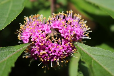 Callicarpa japonica - krásnoplodka japonská - květ1
